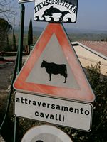 Cavalli