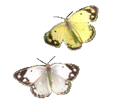 butterflies