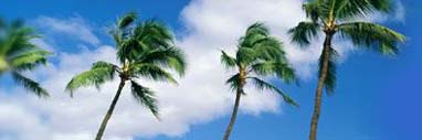 Alberi