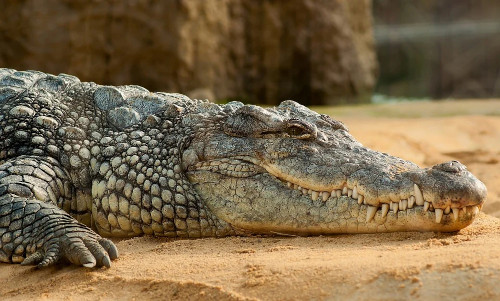 Coccodrillo del Nilo